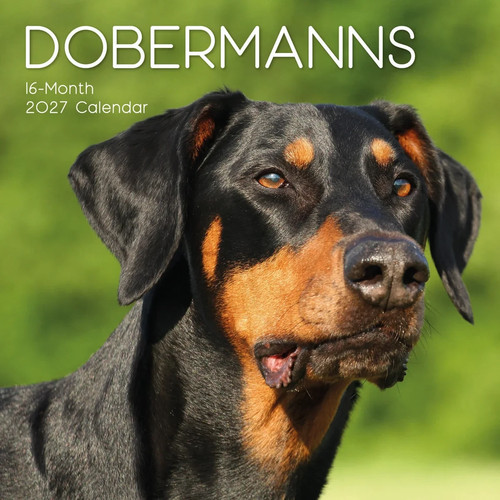 Dobermann dog x - dog,