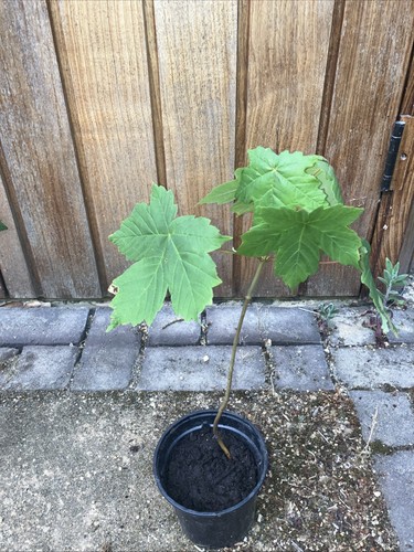 Sycamore tree sapling - sapling,