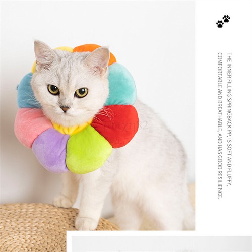 Dog soft cat - dog, pet