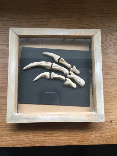 Fossil claw bone replica