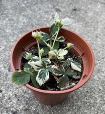 Variegated Strawberry Plant