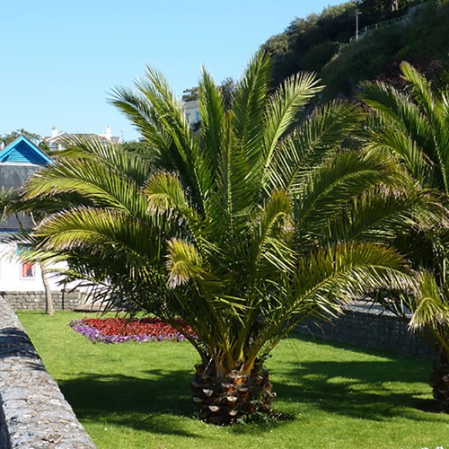 Tropical palm tree phoenix - palm,
