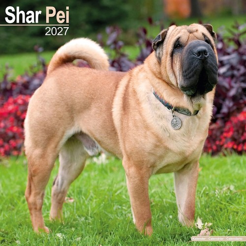 Shar pei calendar 2027 - calendar, 2027,