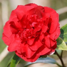 1 X CAMELLIA WILLIAMSII 'RUBY