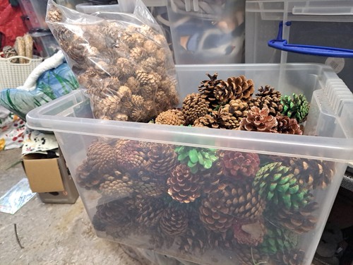 Pine cones large - pine, bundle