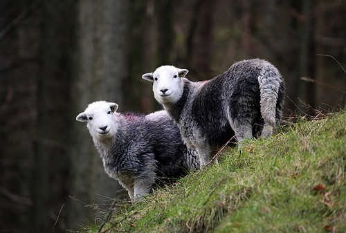 Photo 6x4 herdwick - sheep, at