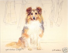 Shetland sheepdog sheltie - sheepdog,