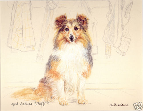 Shetland sheepdog sheltie - shetland,
