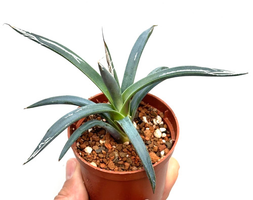 Agave polianthiflora choice - polianthiflora,,