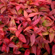 Nandina domestica Blush Pink - Heavenly Bamboo - Plant in 2 L Pot