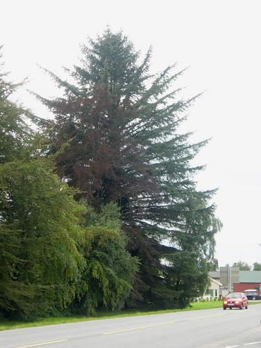 Sitka spruce picea - ,