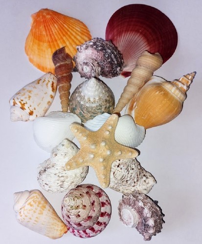 Assorted mixed seashells - assorted,