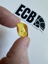 Baltic Amber With Mosquito