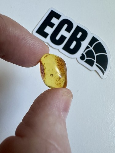 Baltic amber with mosquito - amber,