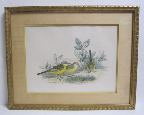 John gould c richter - gould, &