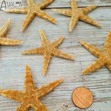 Wholesale Bulk Starfish 5-7cm Natural FLAT Starfish Shells Star Fish Craft Decor