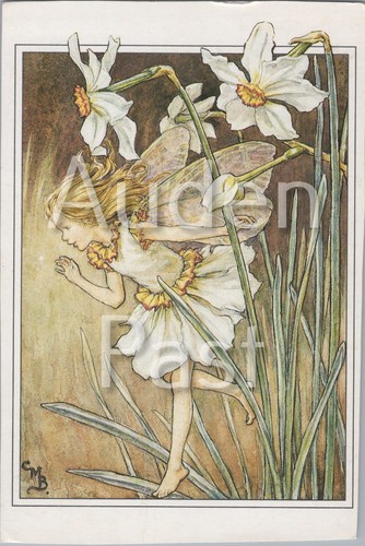 The narcissus fairy cicely - narcissus,