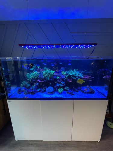 Red sea reefer 625 - reefer,