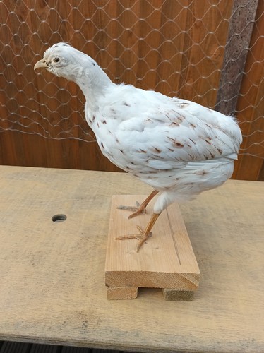 Taxidermy quail non protected - taxidermy,