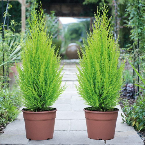 Italian cypress wilma conifer - italian,