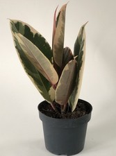 Ficus Tineke - Variegated Rubber Plant