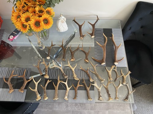 Deer antler walking stick top - deer,