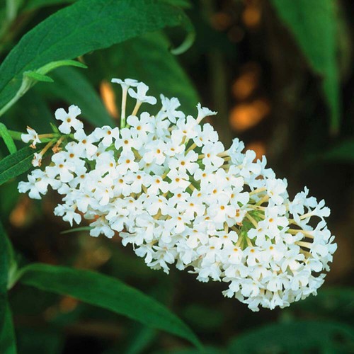Buddleia davidii buzz - 1, 'buzz