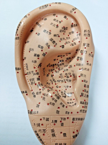 Acupuncture large human ear - large,
