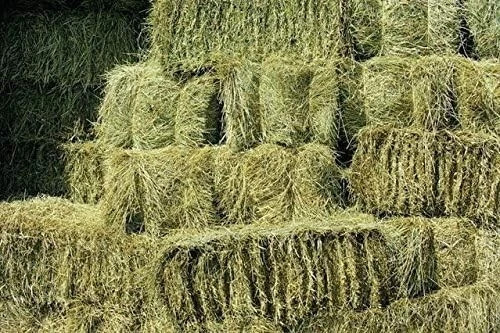 Shorefields fresh meadow hay - meadow,
