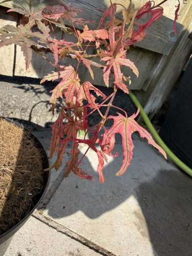 Acer palmatum uncle ghost - acer,