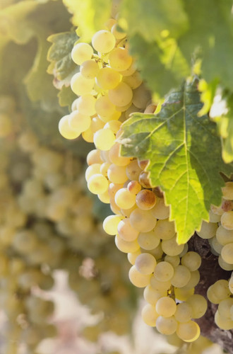 Cuttings vitis vinifera - cuttings,