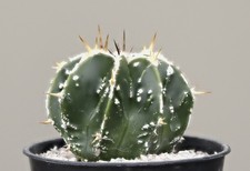 Astrophytum hybrid - Cactus / Succulent