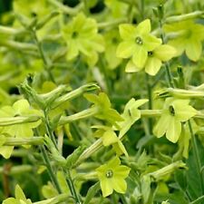 Tobacco Plant 'Lime Green'/ Nicotiana alata / Half Hardy Annual / 1000 Seeds