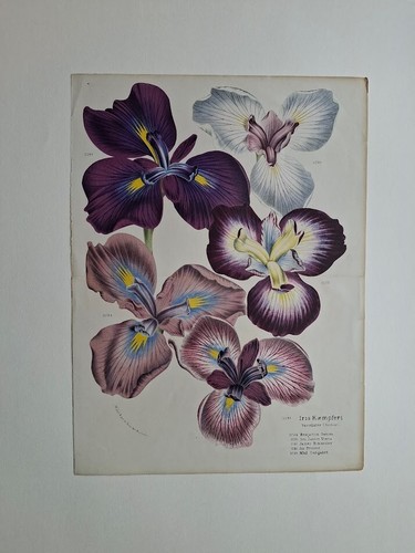 Louis van houtte botany - van,