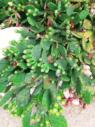 Cactus prickly pear winter - cactus,