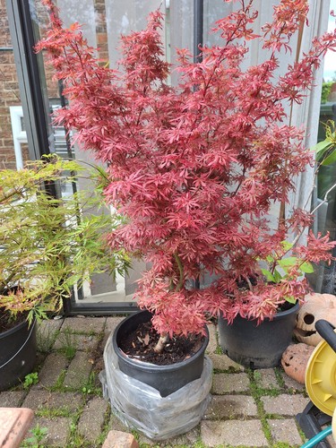 Acer japanese maple - acer,
