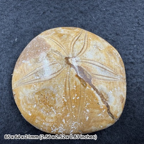 Pygurus urchin echinoid fossil - urchin,