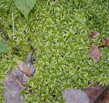 Sphagnum Moss Fresh 1 litre