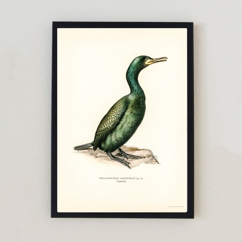 Birds vintage illustration - vintage,