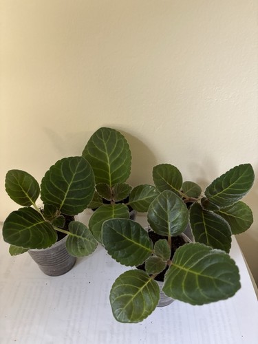 Gloxinia seedlings mixed - 4,