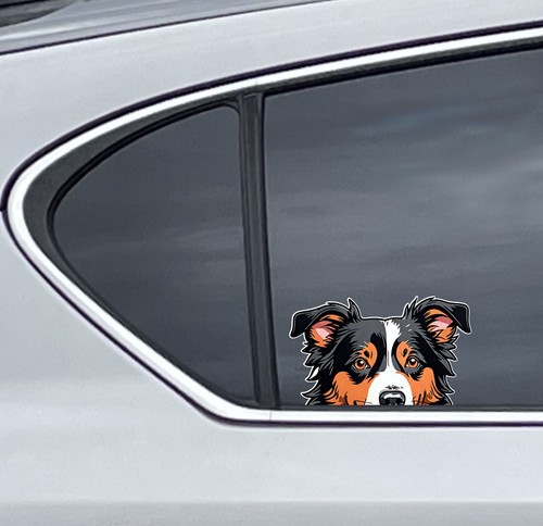 Cute border collie - cute, peeker
