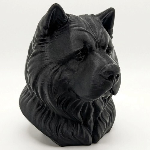 Chow dog - chow,