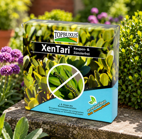 Topbuxus xentari boxwood - topbuxus,