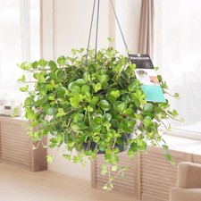 Peperomia hanging rotundifolia - hanging,
