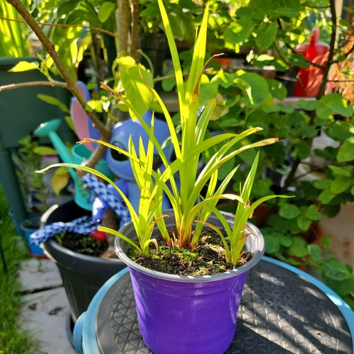 Carex pendula garden - carex,