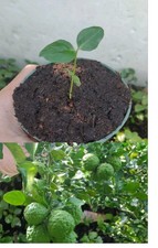 healthy kaffir lime Tree 2-4