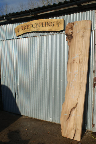 Large elm slab kiln dried - elm,