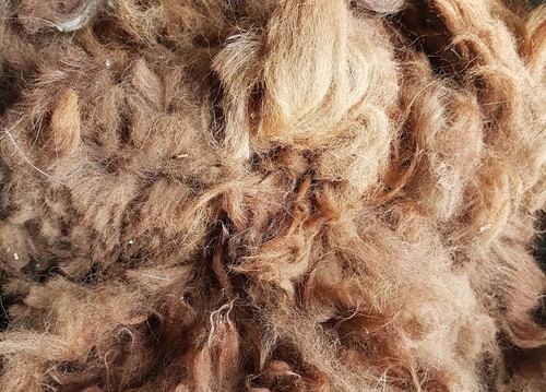 Alpaca wool fleece - fleece, fibre