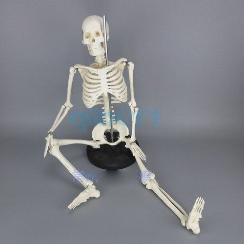 85cm anatomical skeleton human - 85cm,