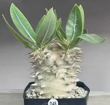 Pot 6.5cm Sale  Pachypodium densiflorum Random
